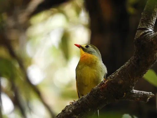 File:Red-billed leiothrix scientific name Leiothrix lutea DSCN1204 11.jpg