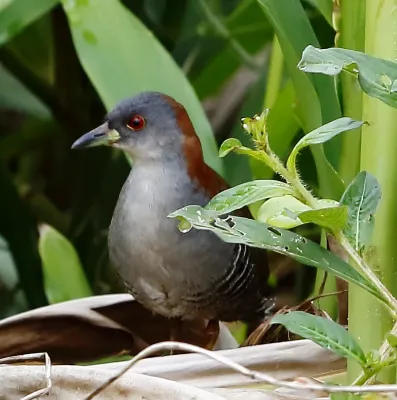 File:Grey-breasted crake-Sanã-do-capim-Burrito pecho gris (Laterallus exilis) (cropped).jpg