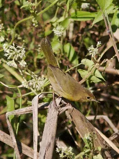 File:Altamira Yellowthroat (Geothlypis flavovelata) female.jpg