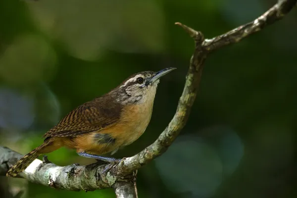 File:Garrinchão-de-barriga-vermelha (Cantorchilus leucotis).jpg