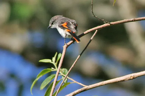 File:Little Minivet (Pericrocotus lansbergei).jpg