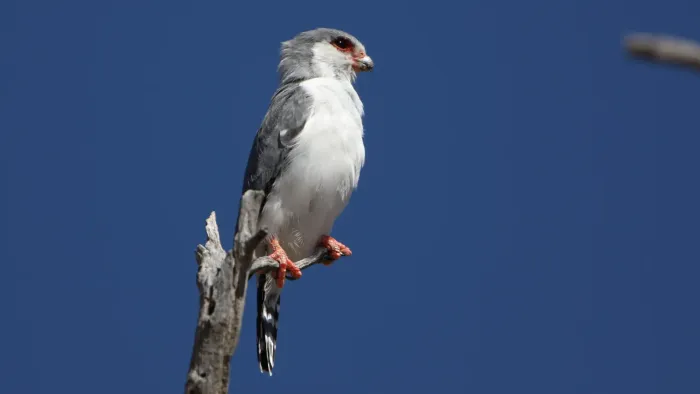 File:Pygmy falcon, or African pygmy falcon, Polihierax semitorquatus, at Kgalagadi Transfrontier Park, Northern Cape, South Africa. (34128951520).jpg