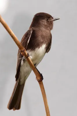 File:Black phoebe sayornis nigricans.jpg