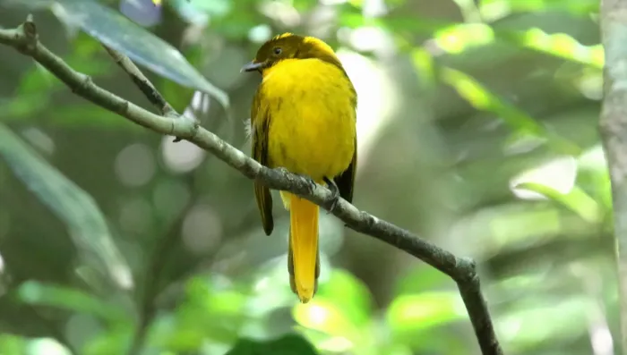 File:Golden Bowerbird (Prionodura newtoniana).jpg