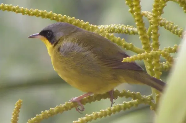 File:Pia-cobra (Geothlypis aequinoctialis).jpg