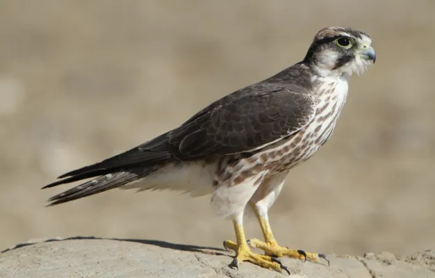 File:Lanner falcon, Falco biarmicus, at Kgalagadi Transfrontier Park, Northern Cape, South Africa (34447024871).jpg
