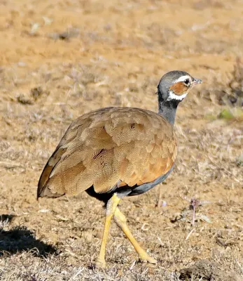 File:Blue Korhaan (Eupodotis caerulescens) female (32483843581) (cropped).jpg