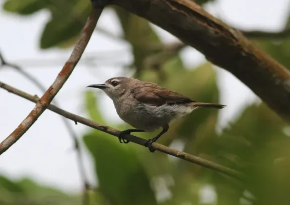 File:Anthreptes gabonicus (Nectariniidae) (Mangrove Sunbird) - (adult), Axim, Ghana.jpg