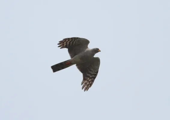 File:Accipiter ovampensis (Accipitridae) (Ovambo Sparrowhawk) - (adult), Shai Hills Reserve, Ghana.jpg