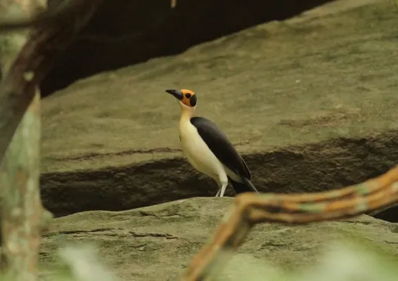 File:Picathartes gymnocephalus (Picathartidae) (White-necked Rockfowl), Ashanti, Ghana.jpg