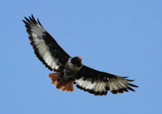 File:Buteo rufofuscus (Accipitridae) (Jackal Buzzard), Lesotho - 3.jpg