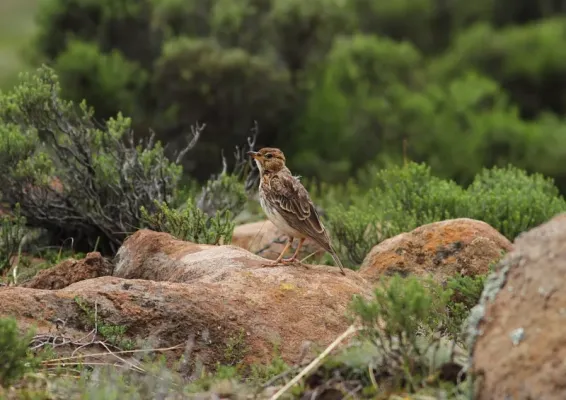 File:Galerida magnirostris (Alaudidae) (Large-billed Lark), Lesotho.jpg