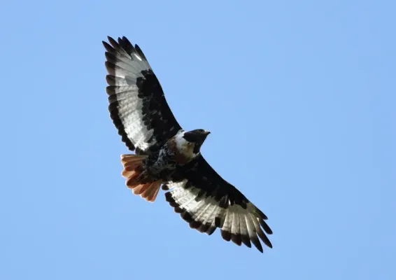 File:Buteo rufofuscus (Accipitridae) (Jackal Buzzard) - (adult), Lesotho - 2.jpg