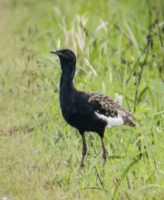 File:Bengal Florican Houbaropsis bengalensis bengalensis (cropped).jpg