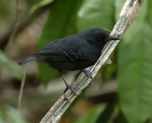 File:Dysithamnus plumbeus - Plumbeous antvireo.jpg