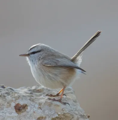 File:Scotocerca inquieta - Israel (cropped).jpg