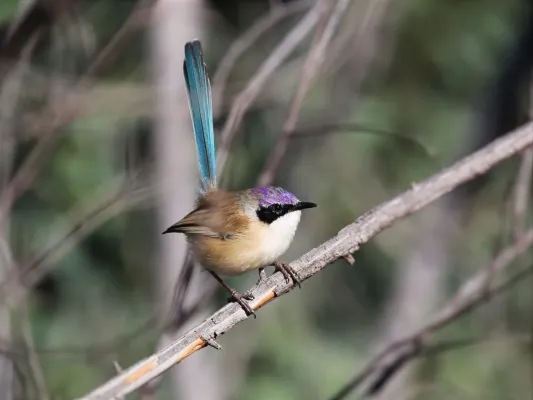 File:Purple-crowned Fairy-wren "Malurus coronatus".jpg