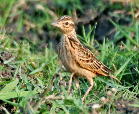 File:Oriental Skylark (Alauda gulgula) in AP W IMG 4084.jpg