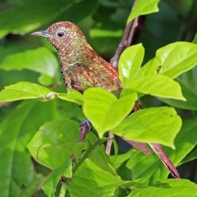 File:African emerald cuckoo (Chrysococcyx cupreus) female.jpg