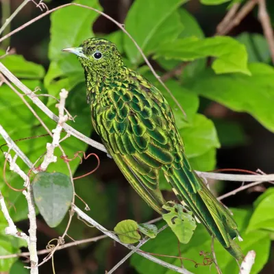 File:African emerald cuckoo (Chrysococcyx cupreus) male.jpg