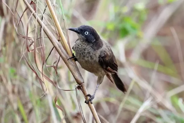 File:Blackcap babbler (Turdoides Reinwardtii stictilaema).jpg