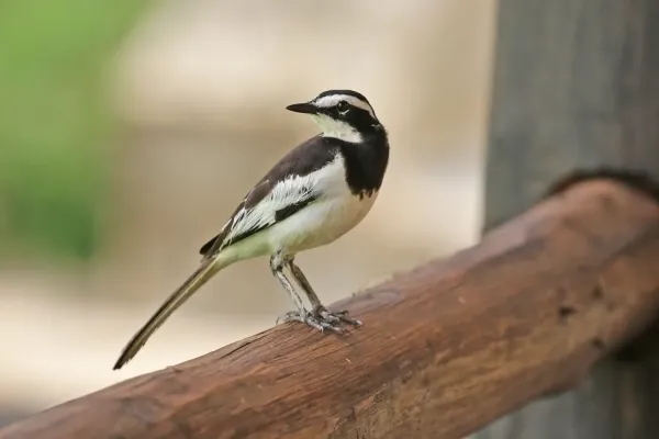 File:African pied wagtail (Motacilla aguimp vidua) male breeding.jpg