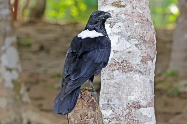 File:Pied crow (Corvus albus) 2.jpg