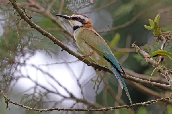 File:White-throated bee-eater (Merops albicollis) 2.jpg