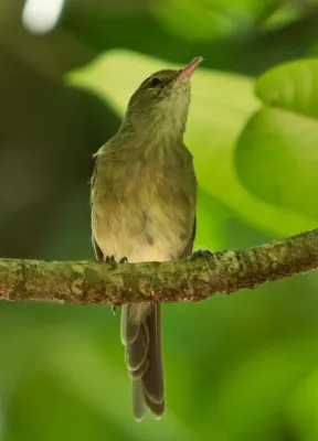 File:Seychellen-Rohrsaenger - Acrocephalus sechellensis (cropped).jpg