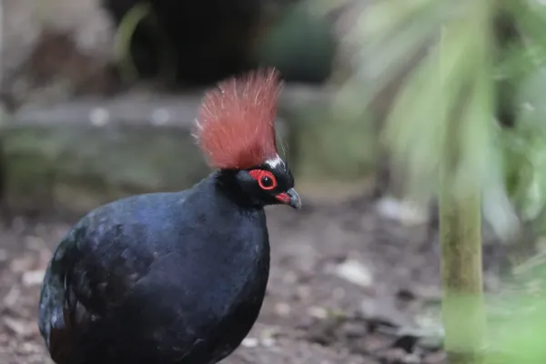 File:Crested Partridge - Rollulus rouloul (32605795533).jpg