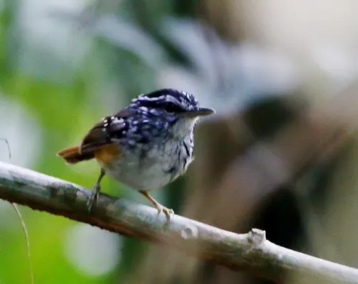 File:Hypocnemis striata - Spix's warbling antbird (Carajás).jpg