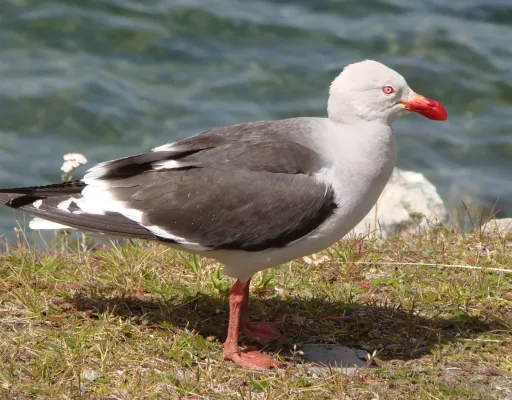 File:Dolphin Gull - Leucophaeus scoresbii.jpg