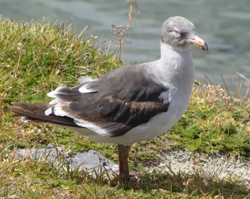 File:Dolphin Gull - Leucophaeus scoresbii - Immature.jpg