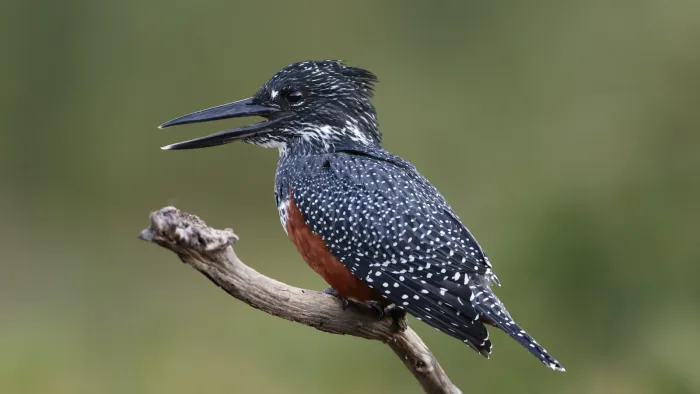 File:Giant Kingfisher, Megaceryle maxima at Walter Sisulu National Botanical Garden, South Africa (33936851774).jpg