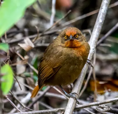 File:João botina da mata (Phacellodomus erythrophthalmus).jpg