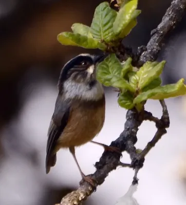 File:White-throated bushtit (Aegithalos niveogularis) JEG9985 (cropped).jpg