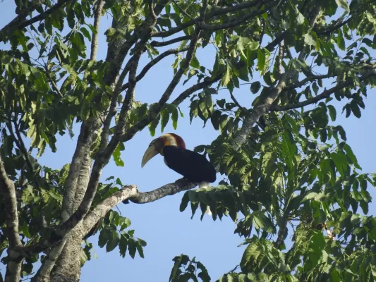 File:Bird Wreathed Hornbill Rhyticeros undulatus DSCN9018 26.jpg