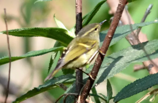File:Buff-barred Leaf Warbler Phylloscopus pulcher by Dr. Raju Kasambe DSC 2151.jpg