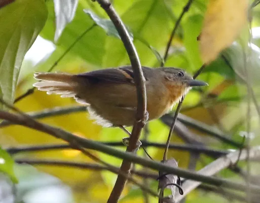 File:Epinecrophylla leucophthalma - White-eyed antwren (female).jpg