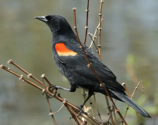 File:Agelaius phoeniceus 0110 taxo.jpg