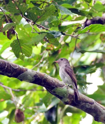 File:Ashy-breasted Flycatcher (Muscicapa randi) facing left in tree.jpg
