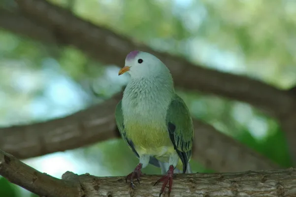File:Atoll Fruit-dove (Ptilinopus coralensis).jpg