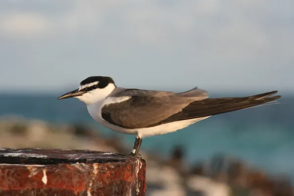 File:OnychoprionLunatus.jpg