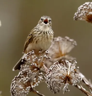 File:Anthus hellmayri (Hellmayr's pipit).jpg