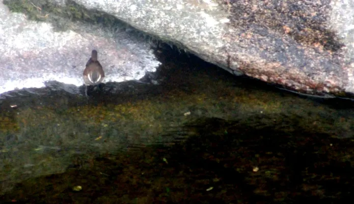 File:Cinclodes atacamensis Córdoba.jpg