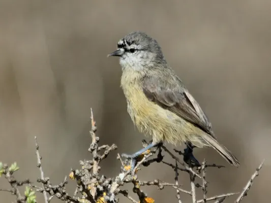 File:Southern Penduline-Tit (Anthoscopus minutus).jpg