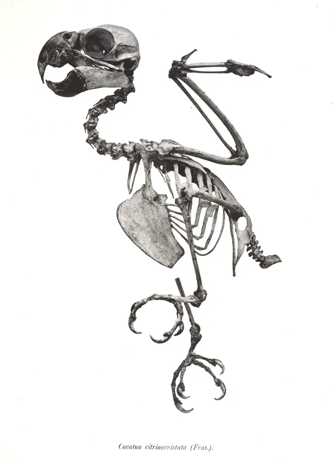 File:Cacatua citrinocristata 19.jpg
