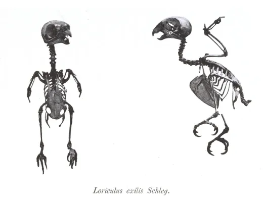 File:Loriculus exilis 22.jpg