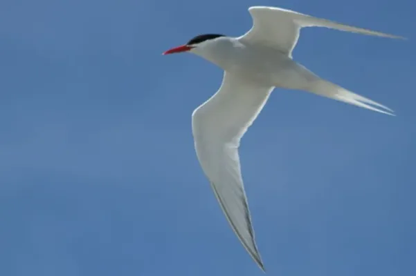 File:SternaHirundinacea.jpg