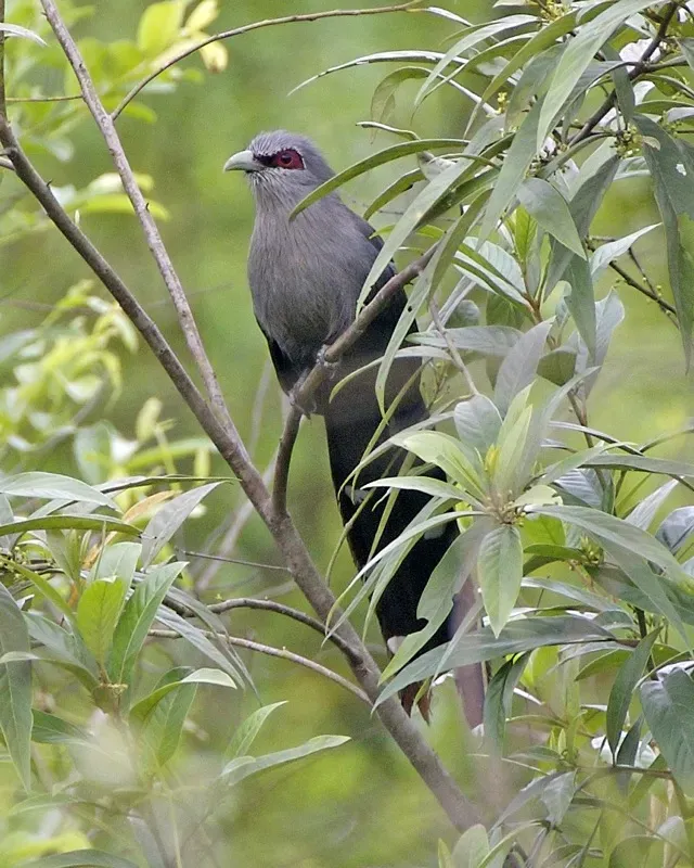 File:Green-billed Malkoha (Phaenicophaeus tristis).jpg
